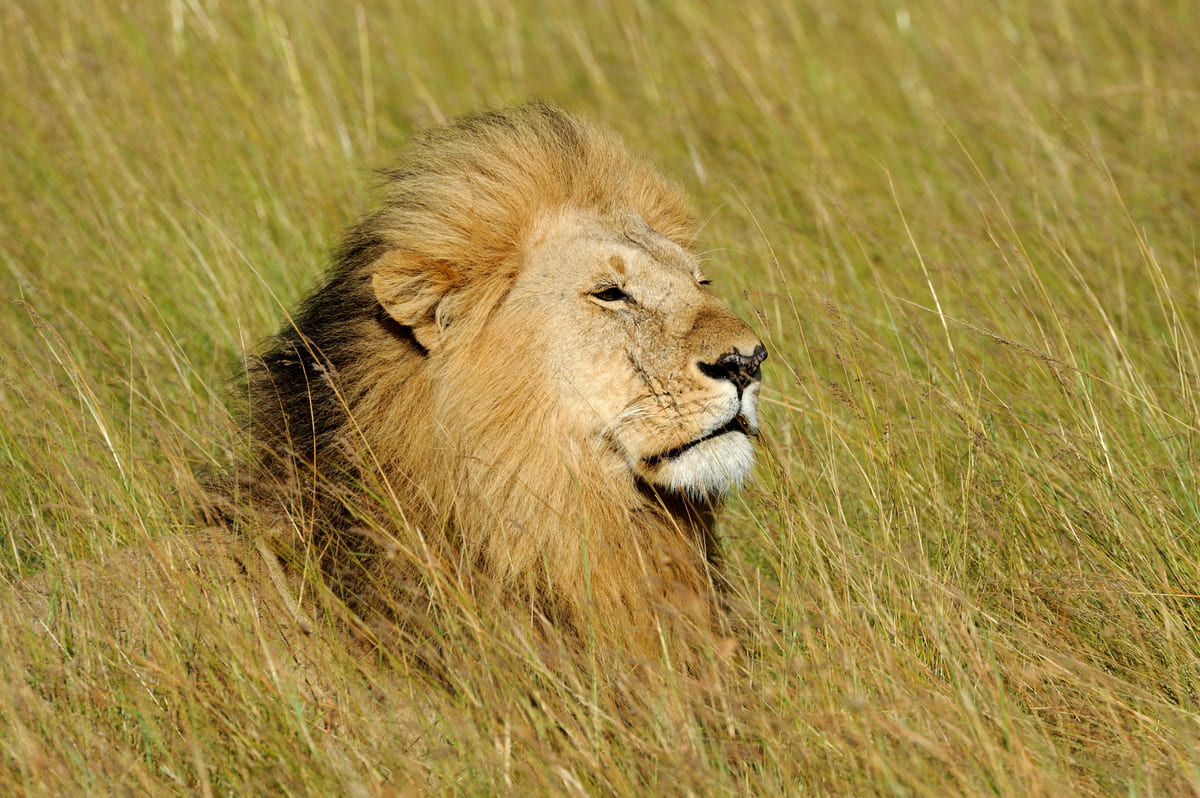 african lion in the park south africa 2021 08 26 15 55 40 utc