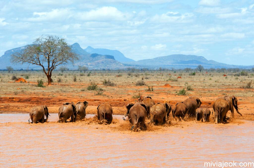 elephant in water national park of kenya 2022 02 01 23 44 12 utc
