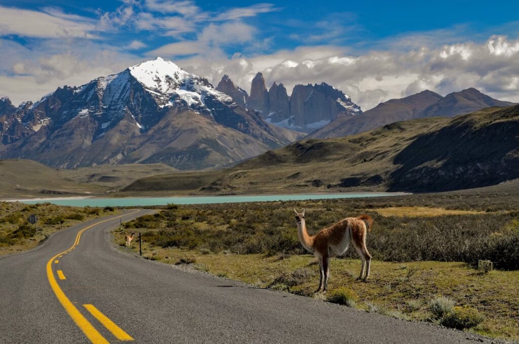guanaco lama guanicoe parque nacional torres paine 181624 49460