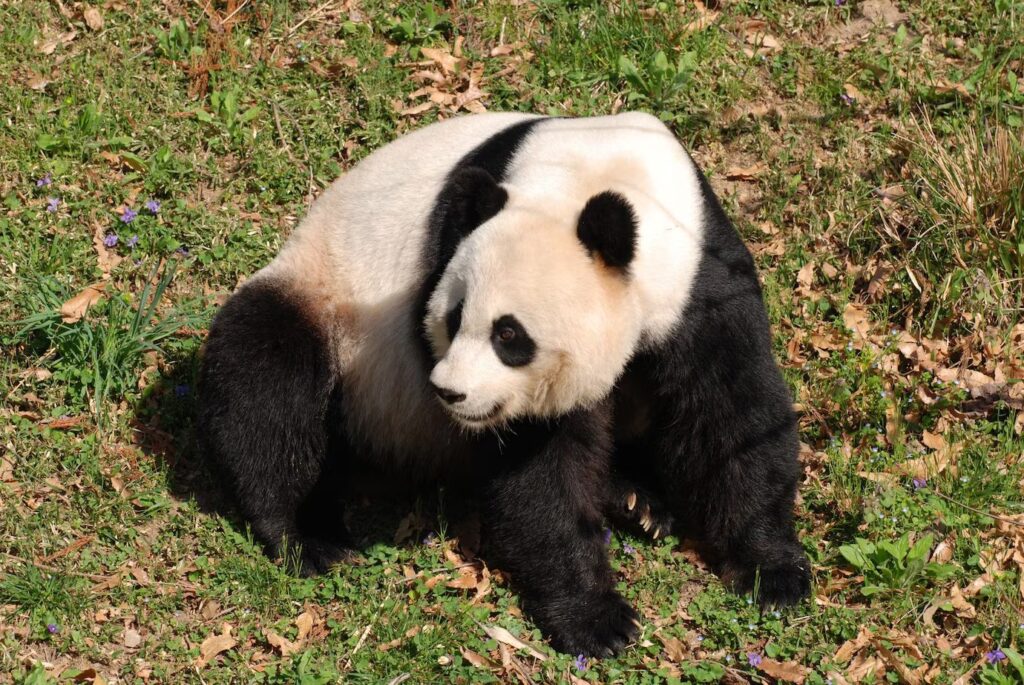 hermoso oso panda gigante sentado 493961 16