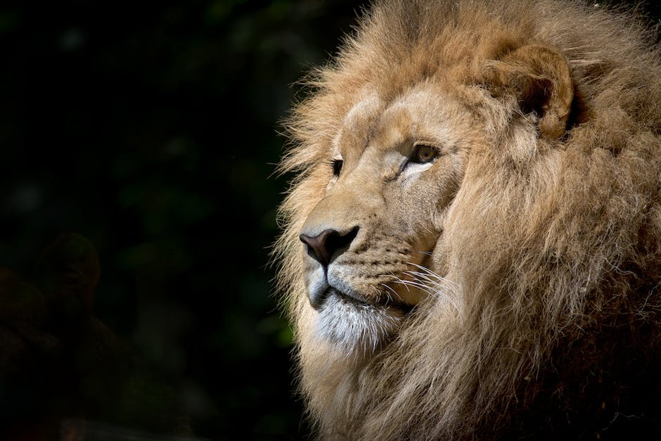 lion wild africa african 1