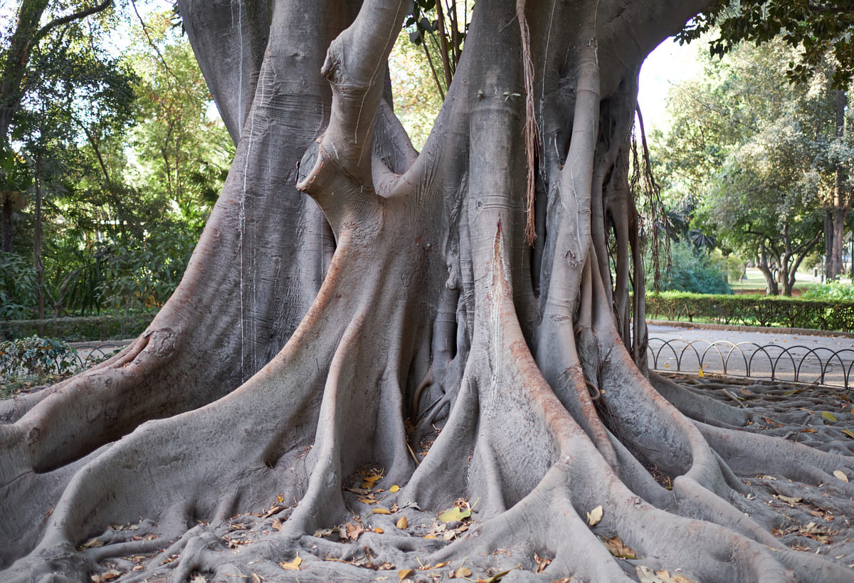 old tree in maria luisa park 2021 08 26 16 31 15 utc
