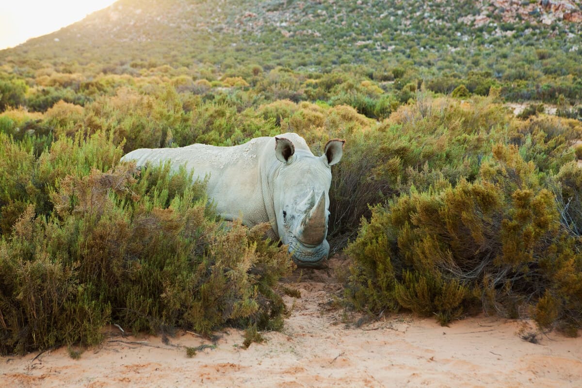 rhino south africa 2022 03 08 00 15 16 utc