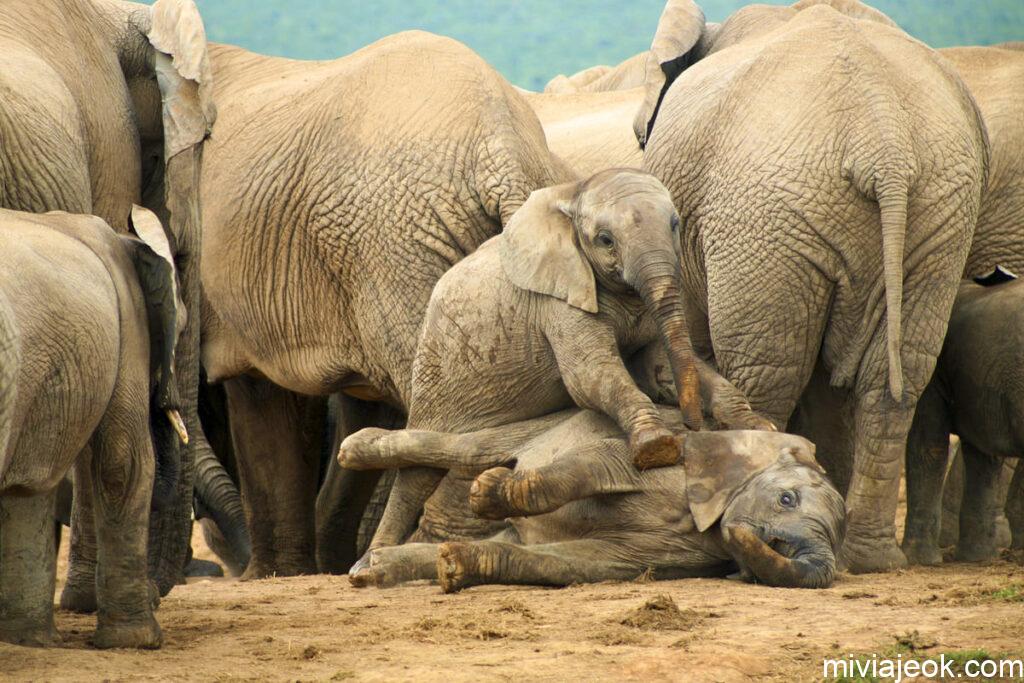 safari sudafrica