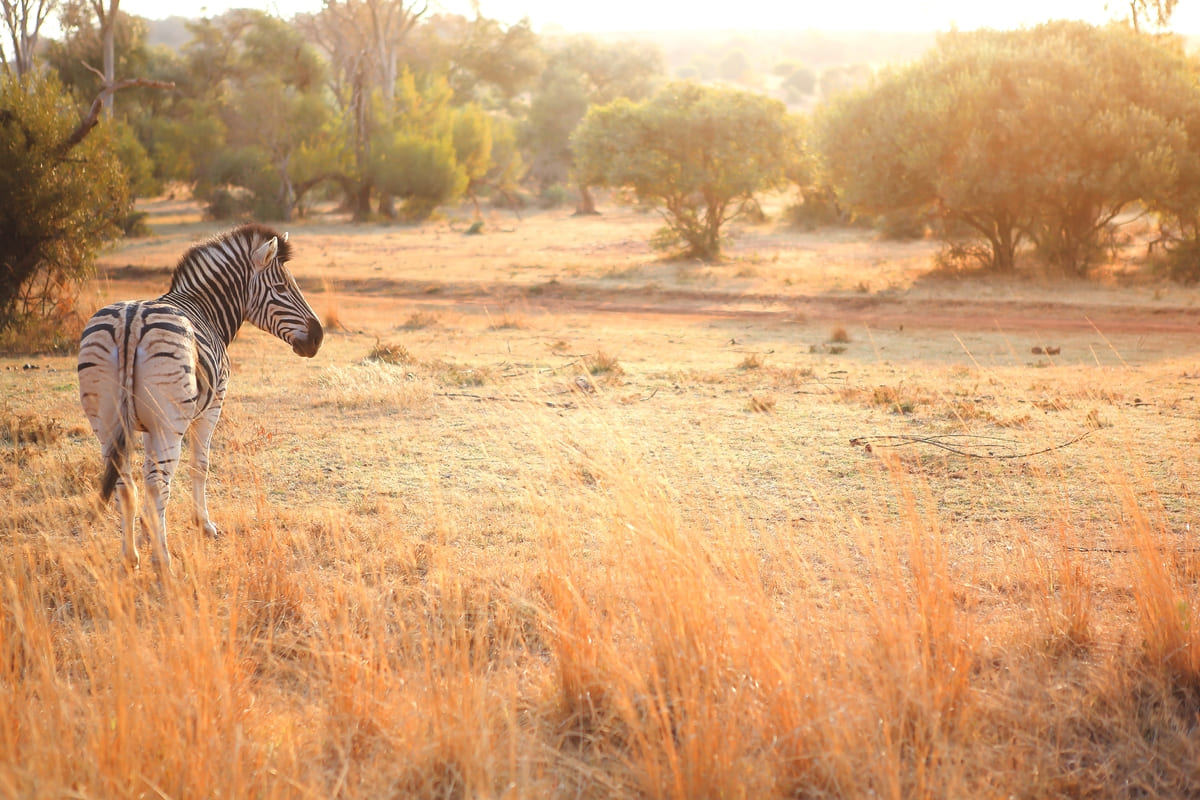 south african zebra 2022 11 01 08 17 23 utc