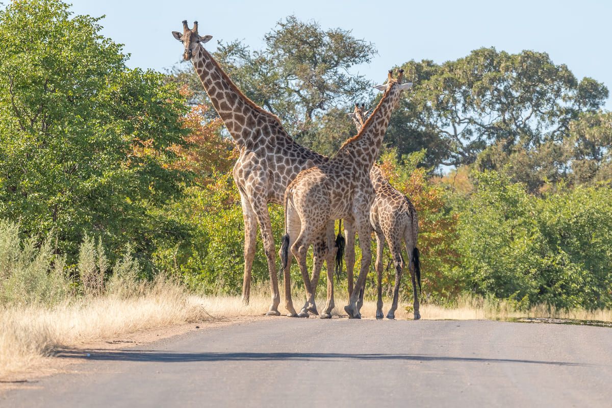 three south african giraffes in a road 2021 08 26 15 34 33 utc