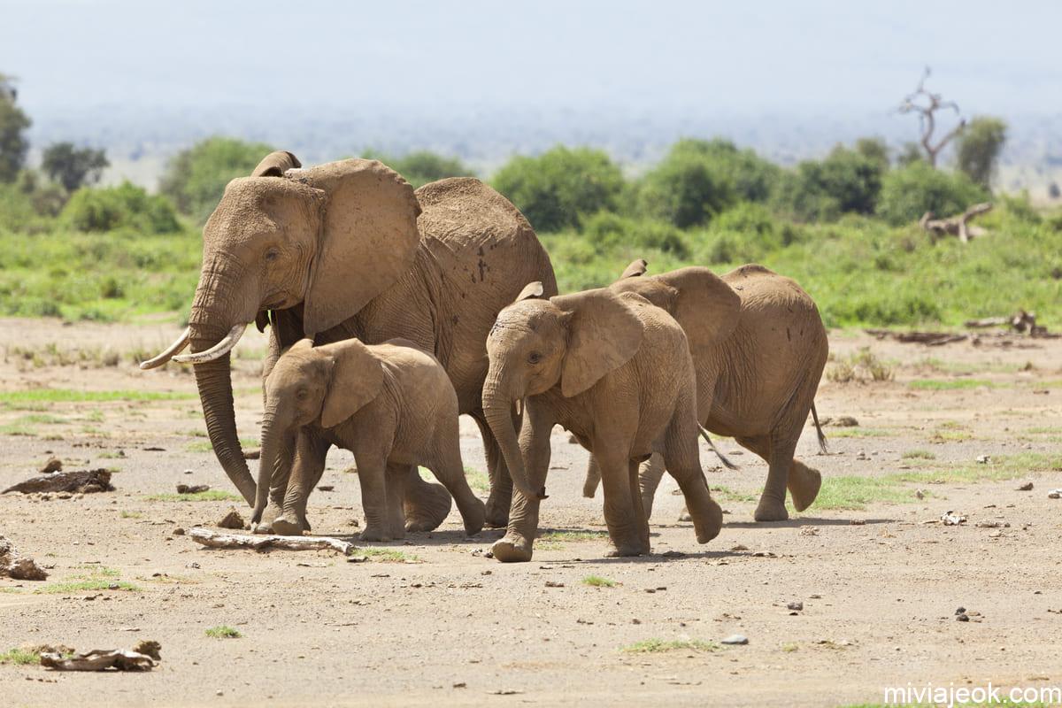 elephant family in kenya 2021 08 26 17 00 33 utc