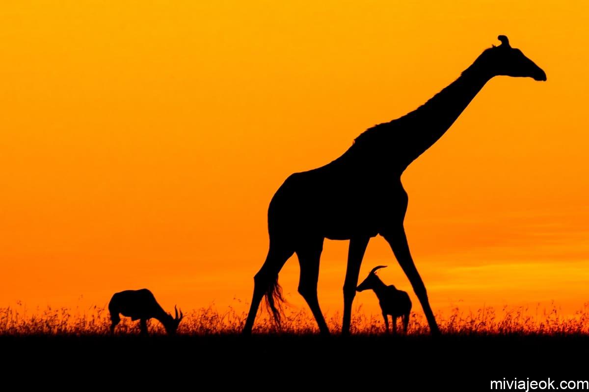 silhouette of giraffe and gazelle during golden ho 2022 10 31 21 08 09 utc11