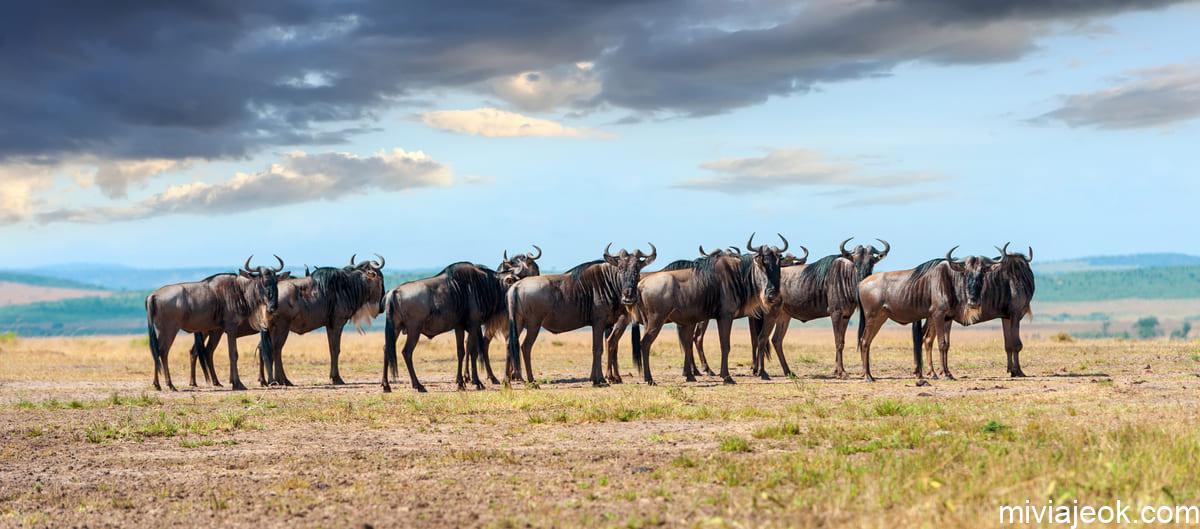 wildebeest in national park of africa 2022 02 01 23 43 45 utc21
