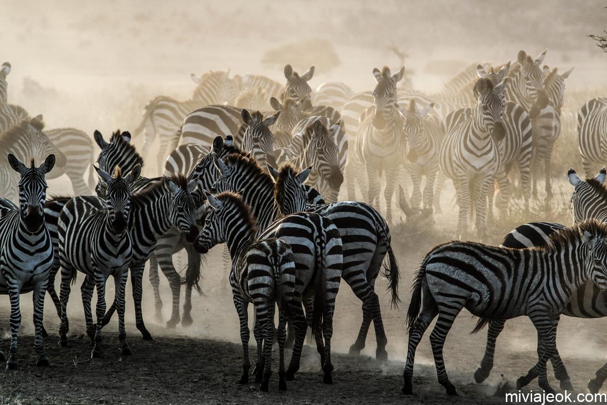 zebra herd in masai mara game reserve of kenya 2022 11 16 14 56 20 utc